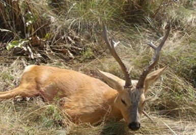 Охота в Туркестанской области
