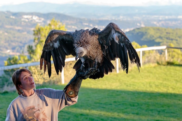 Шоу ловчих, хищных птиц в Алматинской области